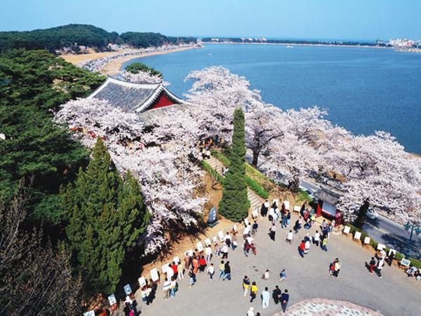 カンヌン パイン シティ ホテル 江陵市 エクステリア 写真